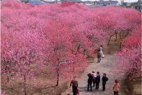 古河総合公園